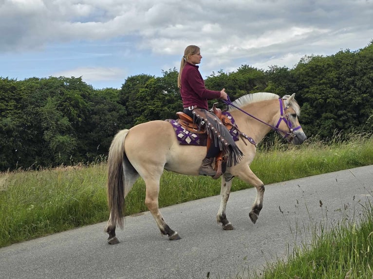 Fjord Giumenta 4 Anni 147 cm Falbo in Linkenbach