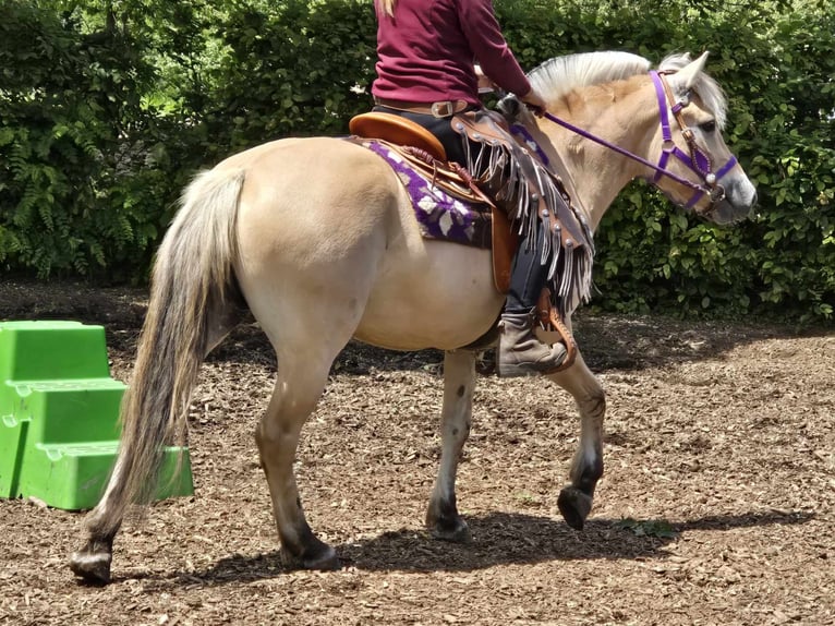 Fjord Giumenta 4 Anni 147 cm Falbo in Linkenbach