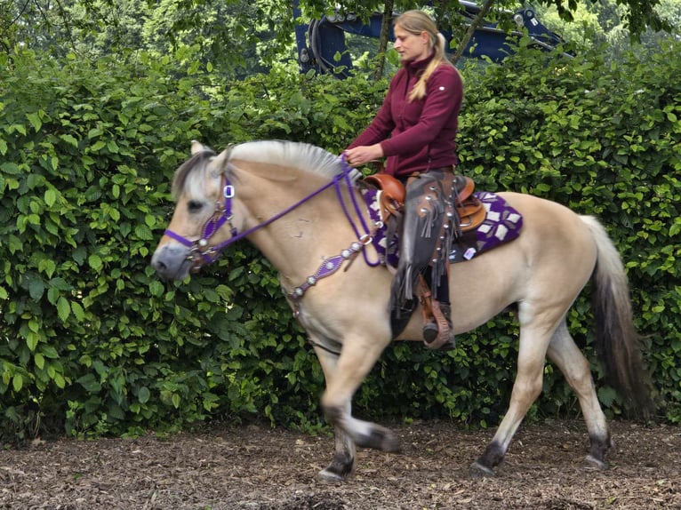 Fjord Giumenta 4 Anni 147 cm Falbo in Linkenbach