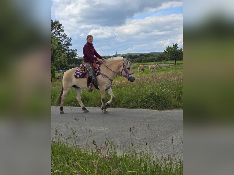 Fjord Giumenta 4 Anni 147 cm Falbo in Linkenbach