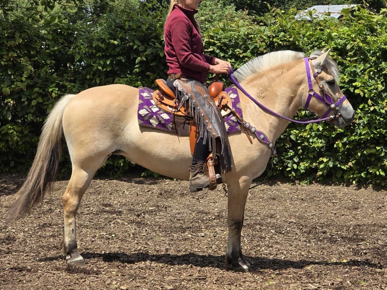 Fjord Giumenta 4 Anni 147 cm Falbo in Linkenbach