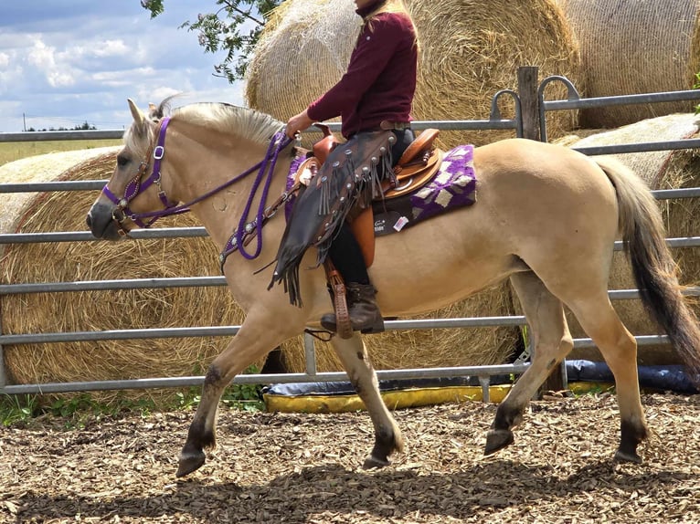 Fjord Giumenta 4 Anni 147 cm Falbo in Linkenbach