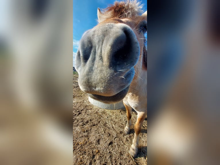 Fjord Giumenta 5 Anni 143 cm Falbo in Ludwigsfelde