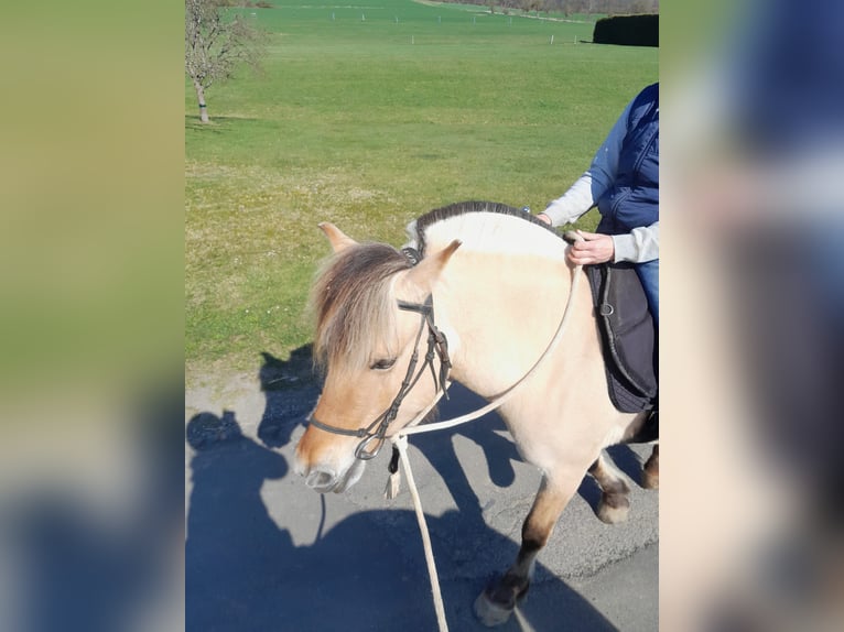 Fjord Giumenta 5 Anni 145 cm Falbo in Lahntal