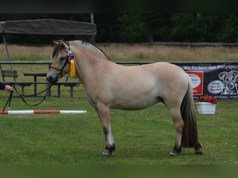 Fjord Giumenta 5 Anni 145 cm Falbo in FLETHSEE