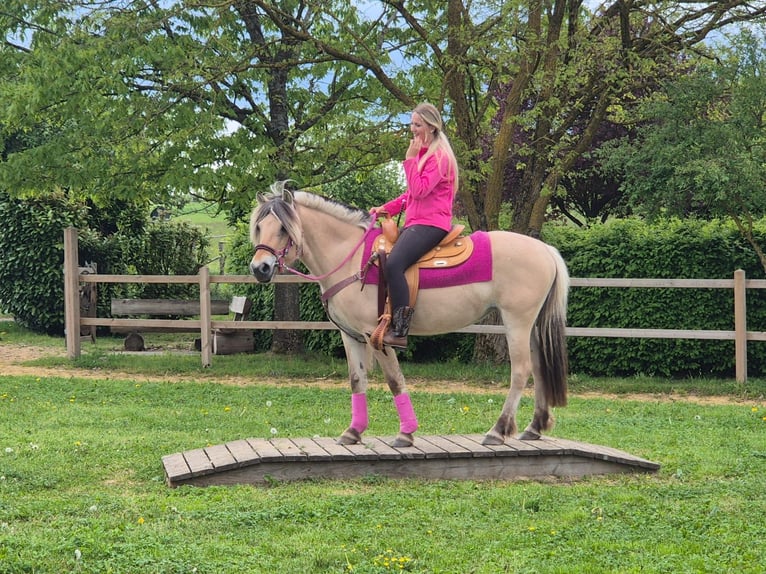 Fjord Giumenta 5 Anni 146 cm Falbo in Linkenbach