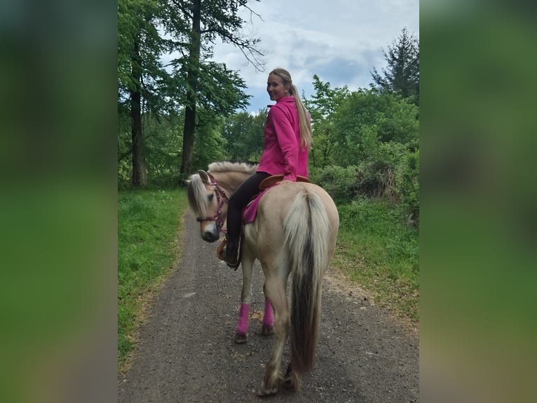 Fjord Giumenta 5 Anni 146 cm Falbo in Linkenbach