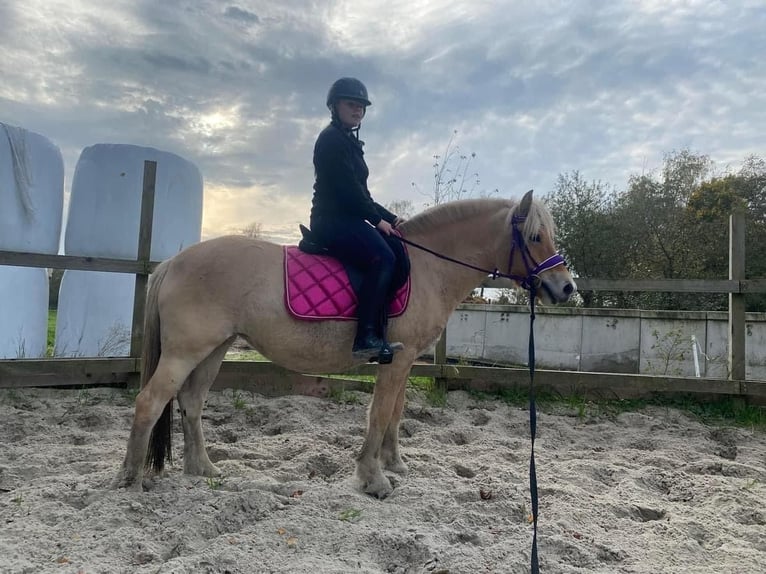 Fjord Giumenta 6 Anni 140 cm Baio ciliegia in Hijken