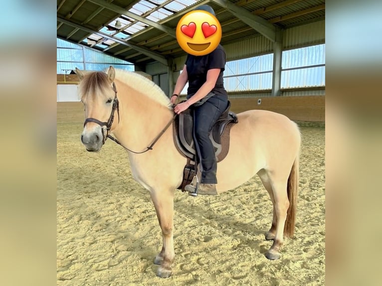 Fjord Giumenta 6 Anni 140 cm Falbo in Buseck