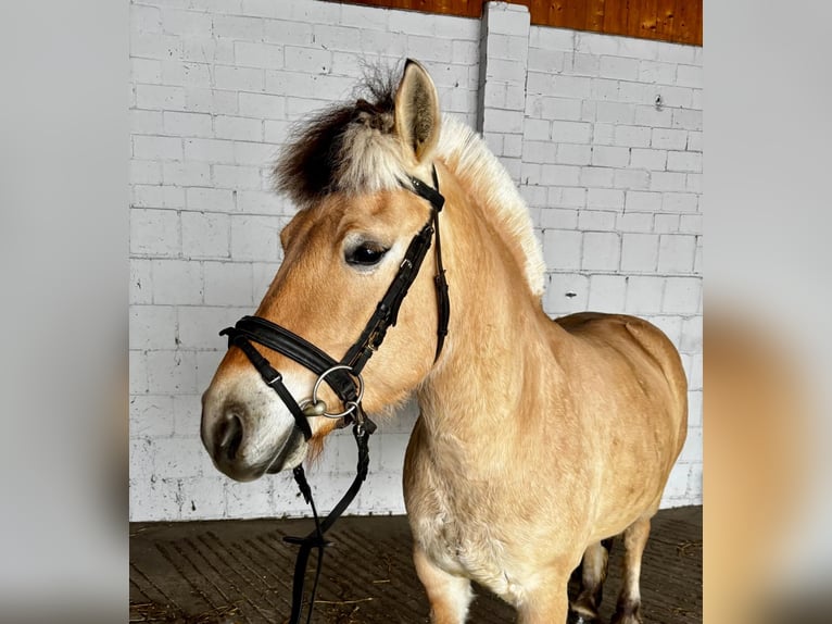 Fjord Giumenta 6 Anni 145 cm Falbo in Görzke