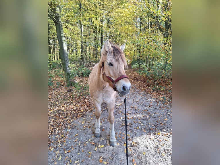 Fjord Giumenta 6 Anni 148 cm  in Herveld