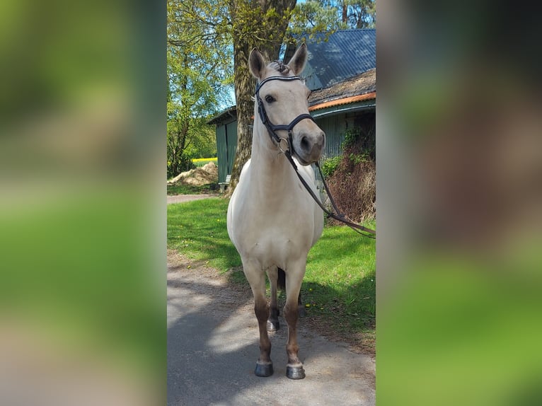 Fjord Giumenta 7 Anni 141 cm Falbo in Ahlerstedt