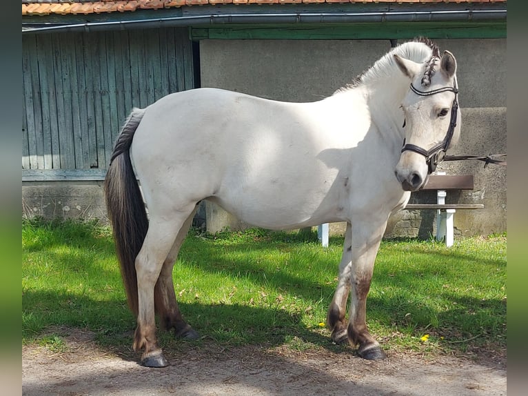 Fjord Giumenta 7 Anni 141 cm Falbo in Ahlerstedt