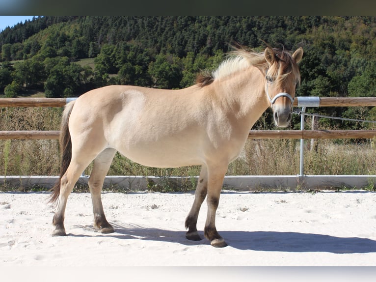 Fjord Giumenta 7 Anni 146 cm Falbo in le puy en velay