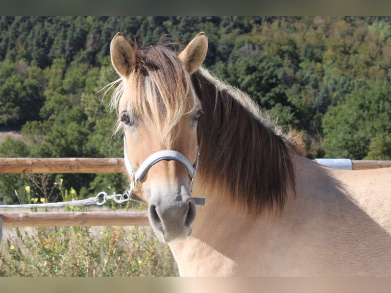 Fjord Giumenta 7 Anni 146 cm Falbo in le puy en velay