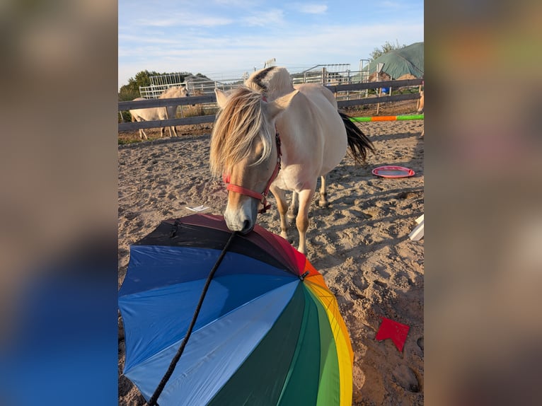 Fjord Giumenta 7 Anni 147 cm in Lautertal