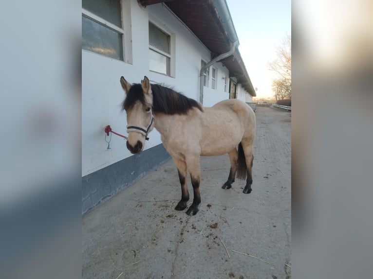Fjord Mix Giumenta 7 Anni 147 cm Falbo in Podersdorf am See