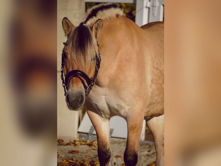 Fjord Giumenta 7 Anni 147 cm Falbo in Nettersheim