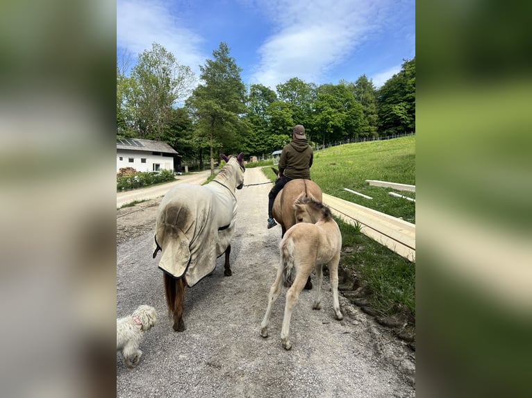 Fjord Giumenta 8 Anni 140 cm Falbo in Klausen-Leopoldsdorf