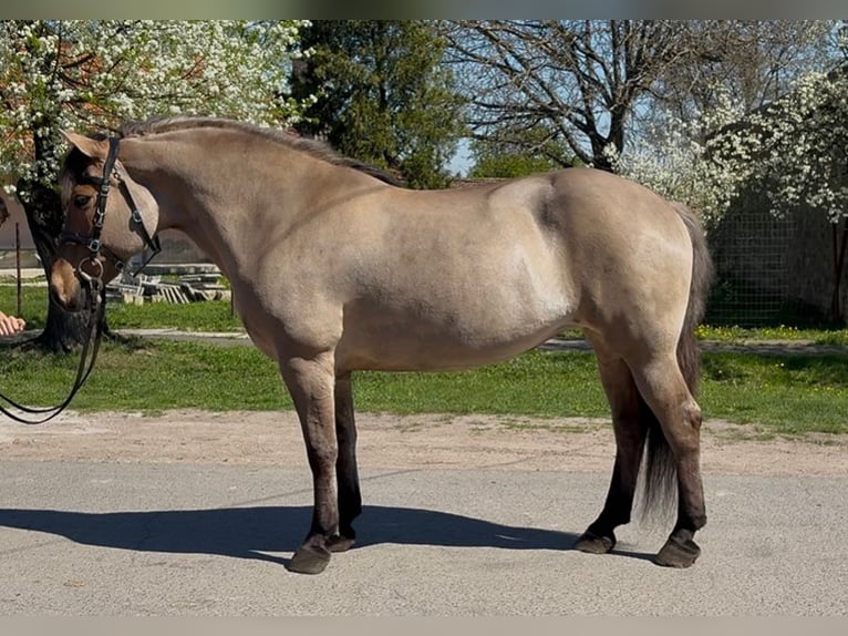 Fjord Giumenta 8 Anni 140 cm Falbo in Rechnitz