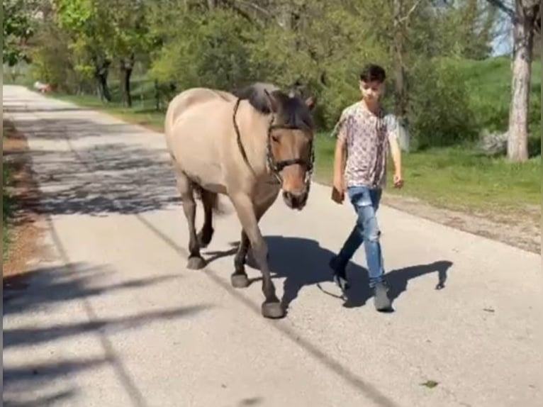 Fjord Giumenta 8 Anni 140 cm Falbo in Rechnitz