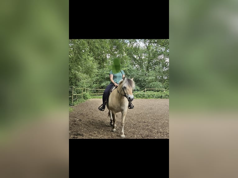 Fjord Giumenta 8 Anni 143 cm Falbo in Langwedel