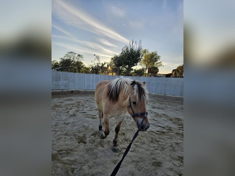 Fjord Giumenta 8 Anni 146 cm Falbo in Mörbisch am See