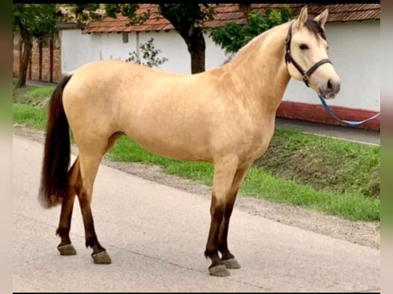Fjord Mix Giumenta 8 Anni 147 cm Falbo in Podersdorf am See