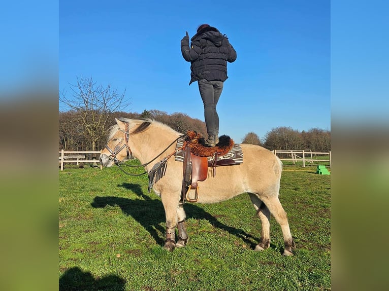 Fjord Giumenta 8 Anni 149 cm Falbo in Linkenbach