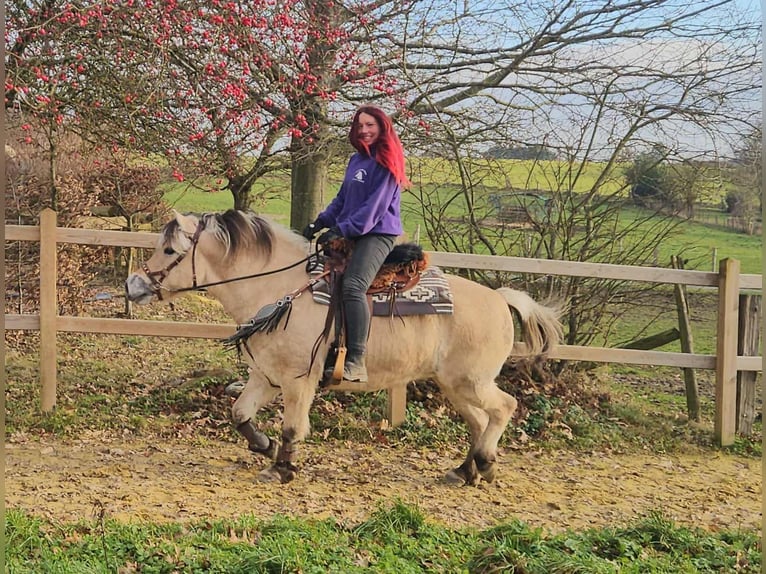 Fjord Giumenta 8 Anni 149 cm Falbo in Linkenbach