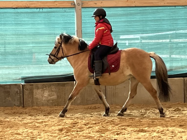 Fjord Giumenta 9 Anni 140 cm Falbo in Ursensollen