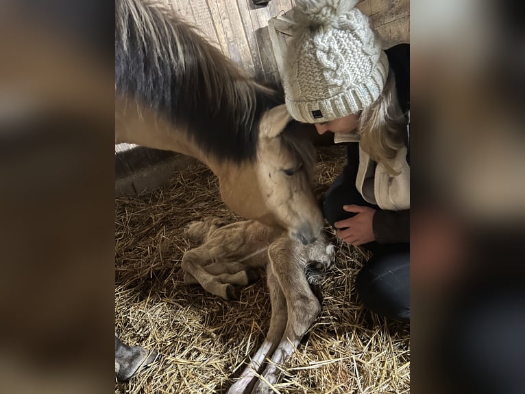 Fjord Giumenta 9 Anni 140 cm Falbo in Klausen-Leopoldsdorf
