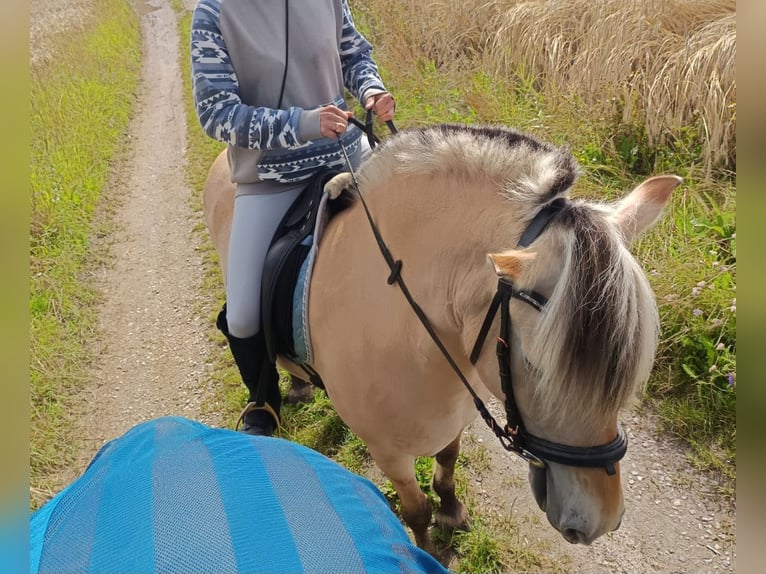 Fjord Giumenta 9 Anni 140 cm Falbo in Oberneukirchen