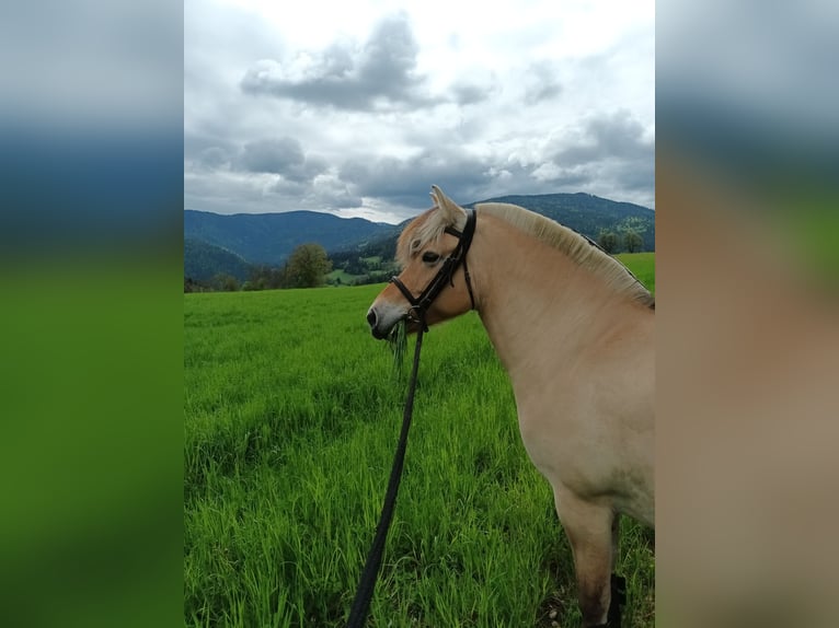 Fjord Giumenta 9 Anni 148 cm Falbo in Sirnitz
