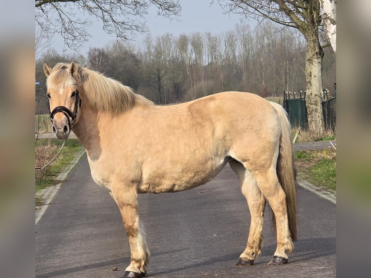Fjord Giumenta 9 Anni 152 cm Palomino in Someren