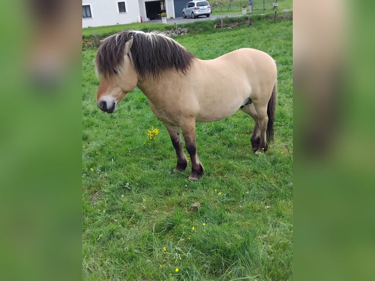 Fjord Hengst 10 Jaar 130 cm Falbe in La Fage-Saint-Julien