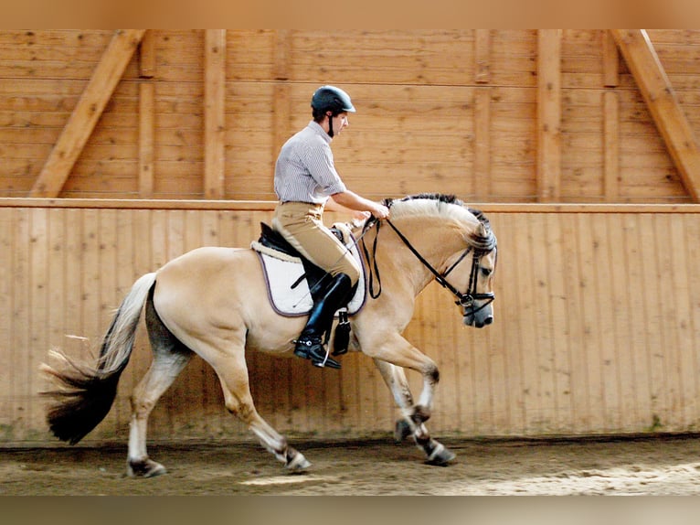 Fjord Hengst 11 Jaar 148 cm Falbe in Liebstadt