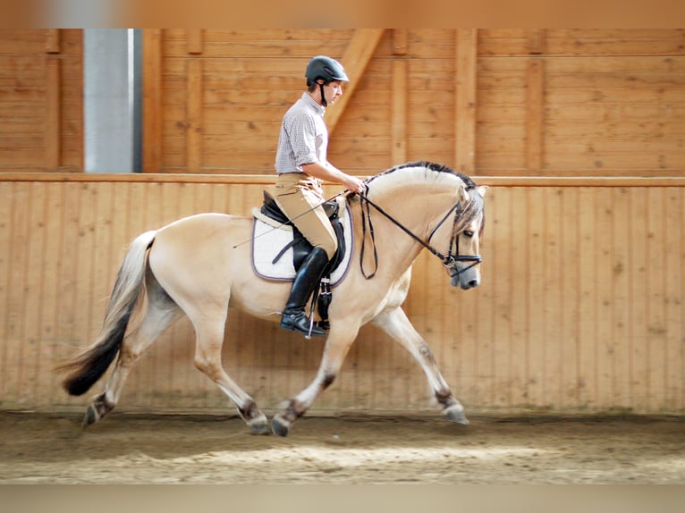 Fjord Hengst 11 Jaar 148 cm Falbe in Liebstadt