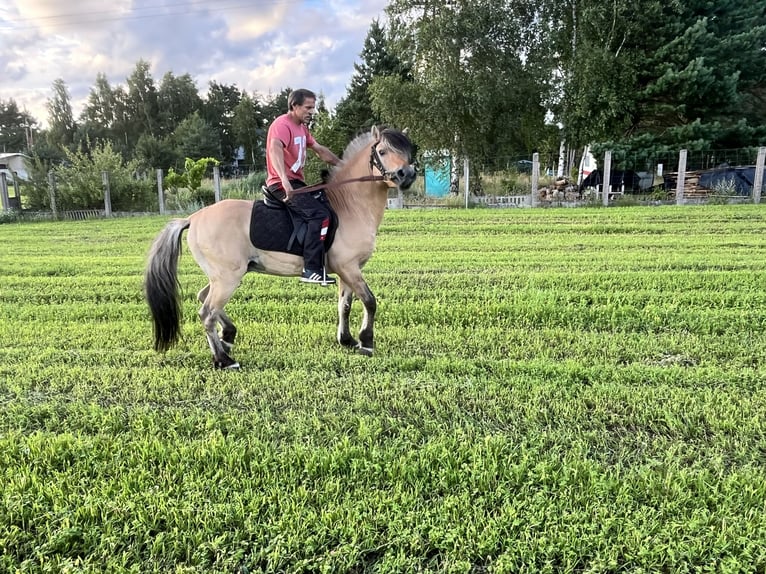 Fjord Hengst 18 Jaar 145 cm Red Dun in Stobno