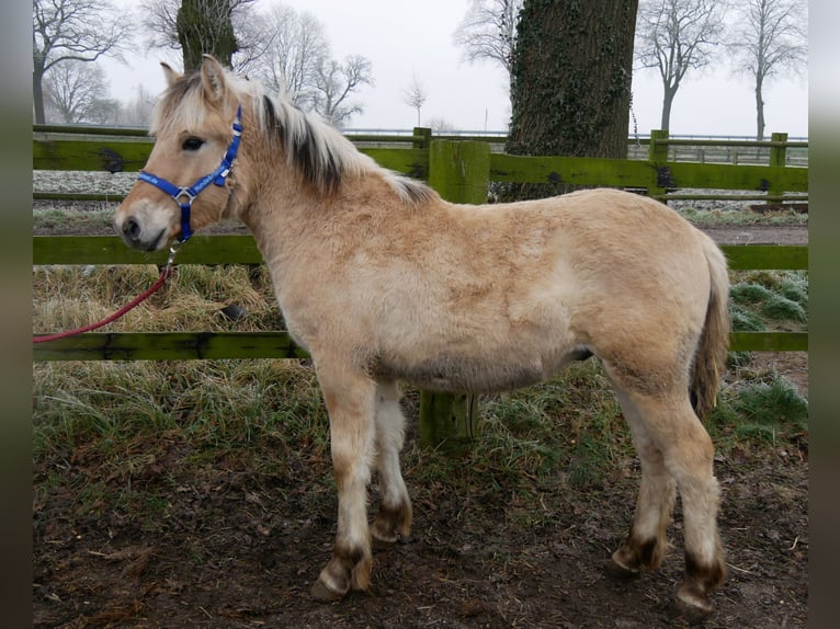 Fjord Hengst 1 Jaar 124 cm in Dorsten