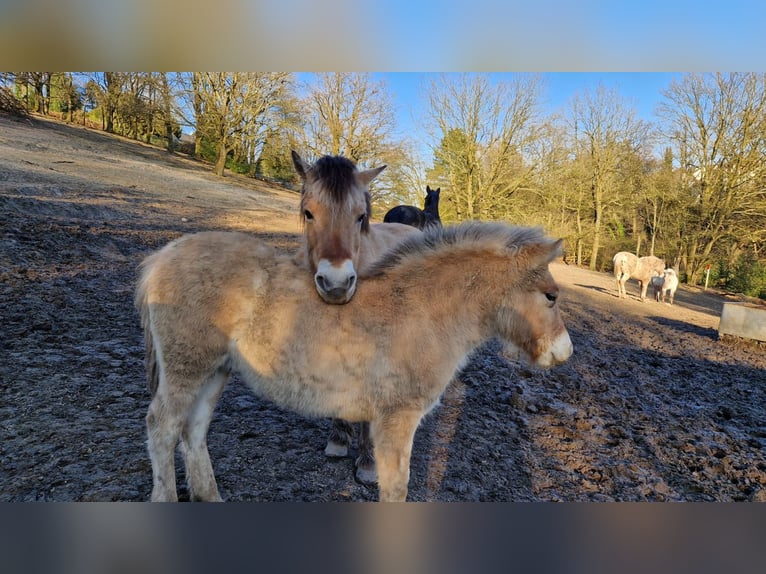 Fjord Hengst 1 Jaar 130 cm Falbe in H&#xFC;nxe
