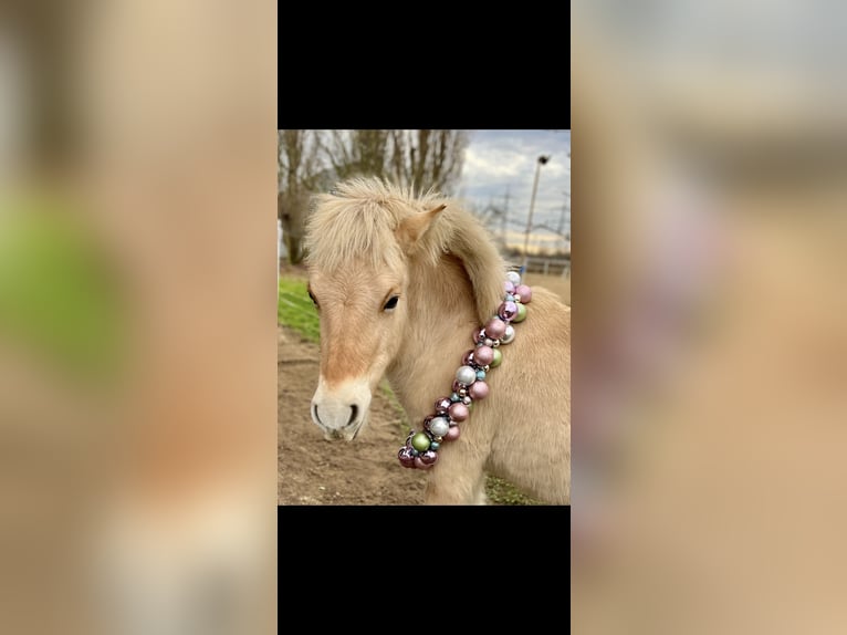 Fjord Hengst 1 Jaar 131 cm Falbe in Wandlitz