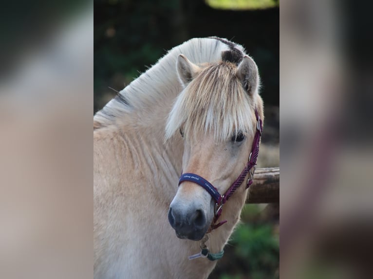 Fjord Hengst 1 Jaar 145 cm Falbe in Alt Duvenstedt