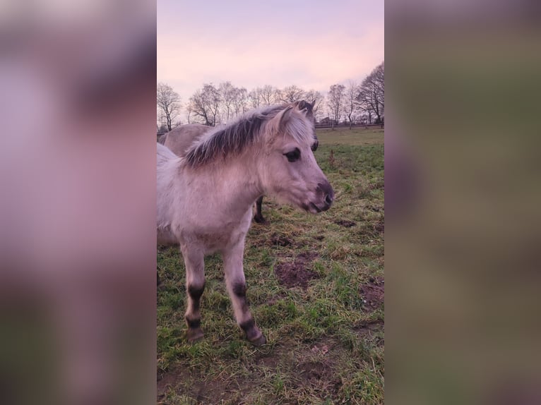 Fjord Hengst 1 Jaar 145 cm Falbe in Klein Pampau