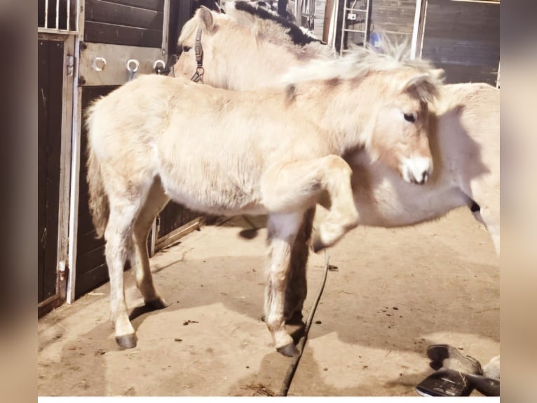 Fjord Hengst 1 Jaar 150 cm Falbe in Lębork