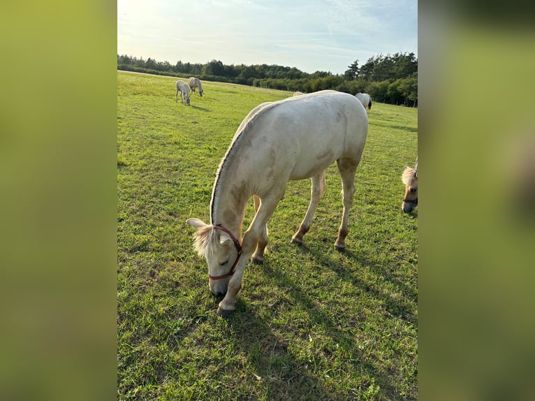 Fjord Hengst 1 Jaar Falbe in Kamien Slaski