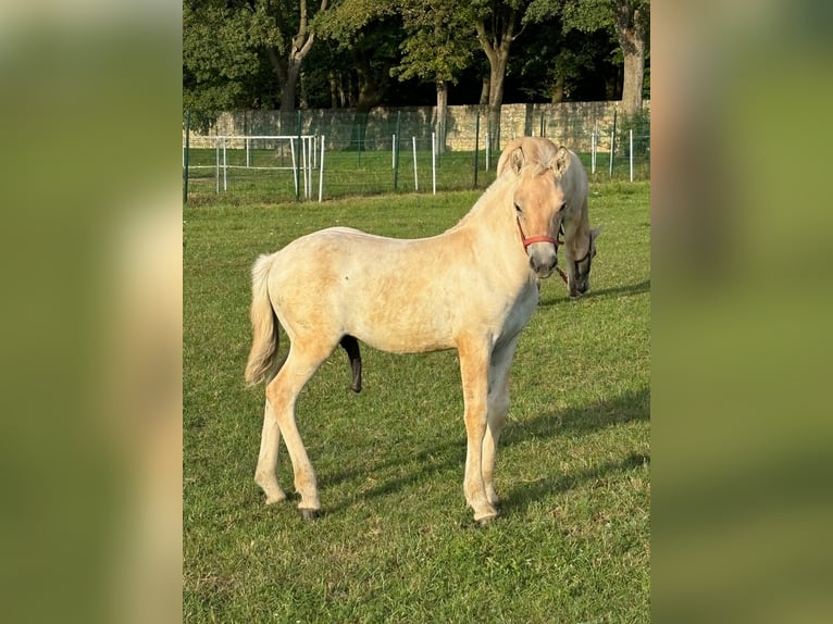 Fjord Hengst 1 Jaar Falbe in Kamien Slaski