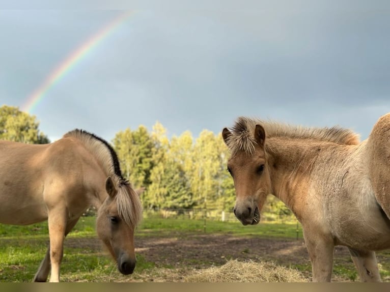 Fjord Hengst 1 Jaar Falbe in Finsterwalde