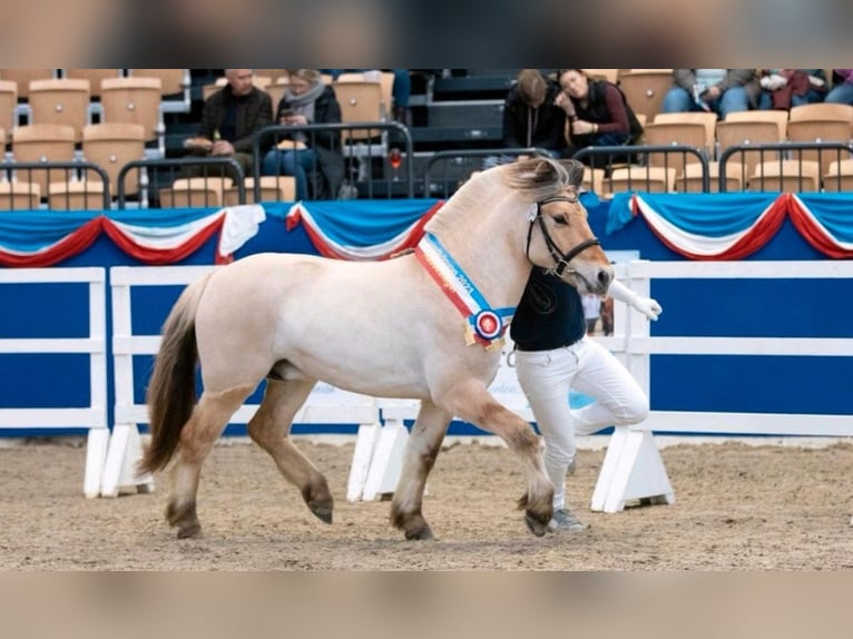 Fjord Hengst 1 Jaar Falbe in Finsterwalde