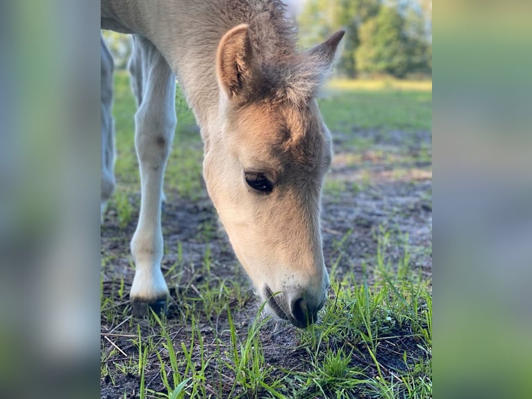 Fjord Hengst 1 Jaar Falbe in Finsterwalde